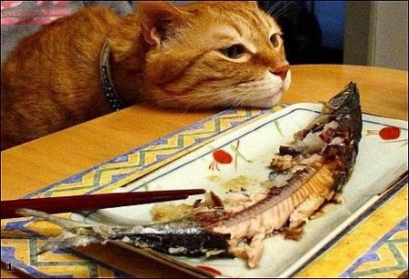 Шведская полиция арестовала кота по кличке Оскар, воровавшего еду